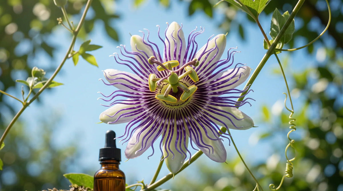 extreme close-up of a fully open purple passionflower (Passiflora incarnata) with radiating purple filaments and white p - Natural Rhythm Nutrition